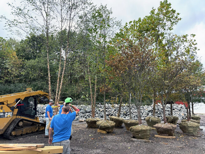 Virtual 5K event to raise money to plant Ohio trees